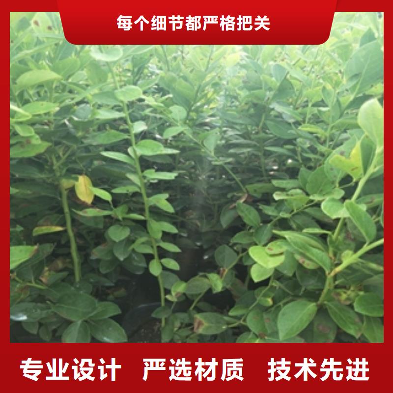 藍莓苗,核桃苗櫻花苗長果桑樹苗定制零售批發