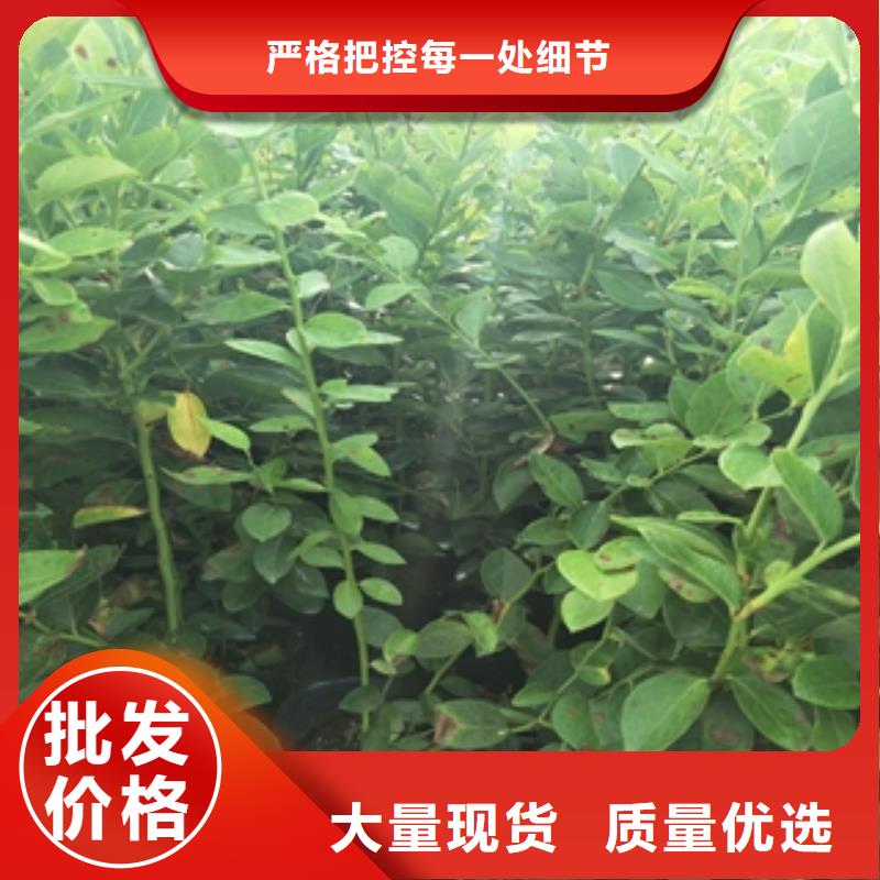 藍莓苗國槐交貨準時