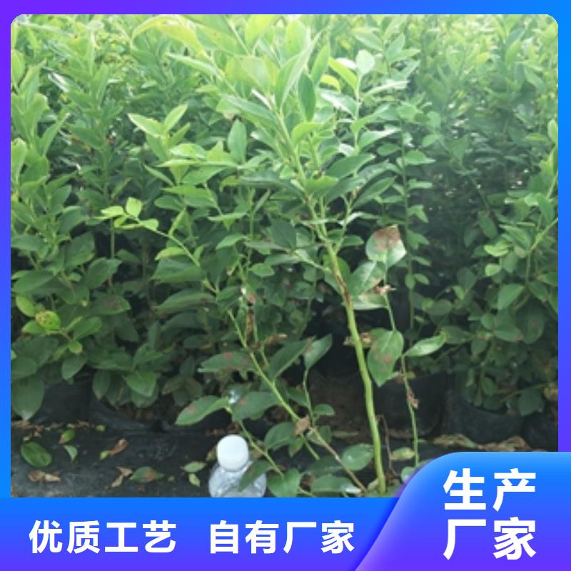 【 蓝莓苗_占地果树可零售可批发】 正家园艺场(通化市分公司)