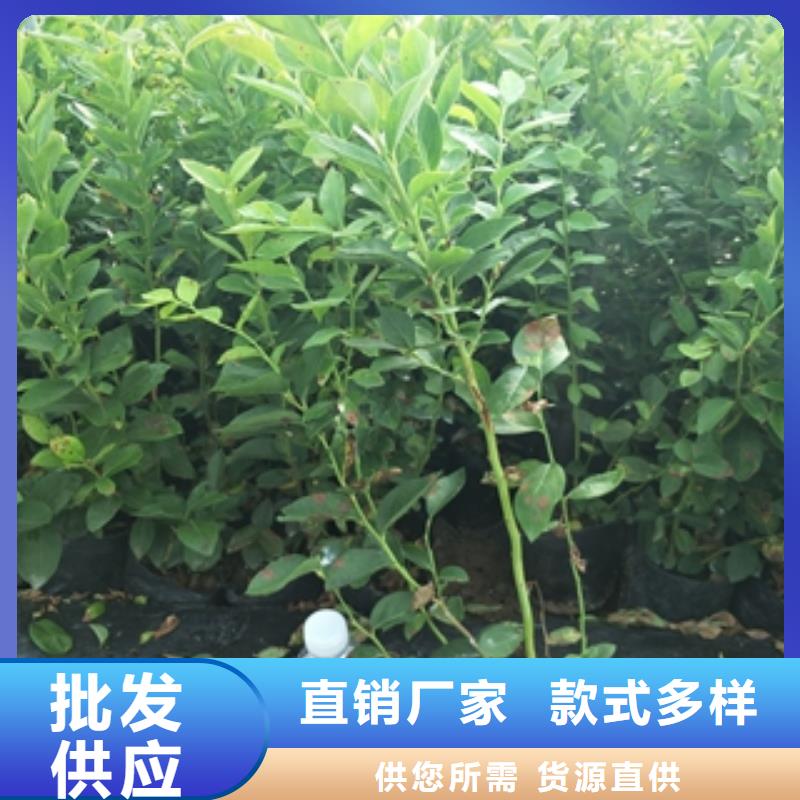 藍莓苗【占地果樹】商家