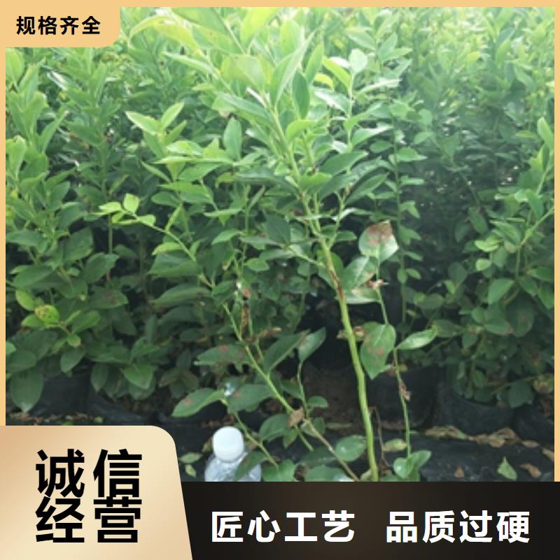 藍莓苗泰山景松造型景松老品牌廠家