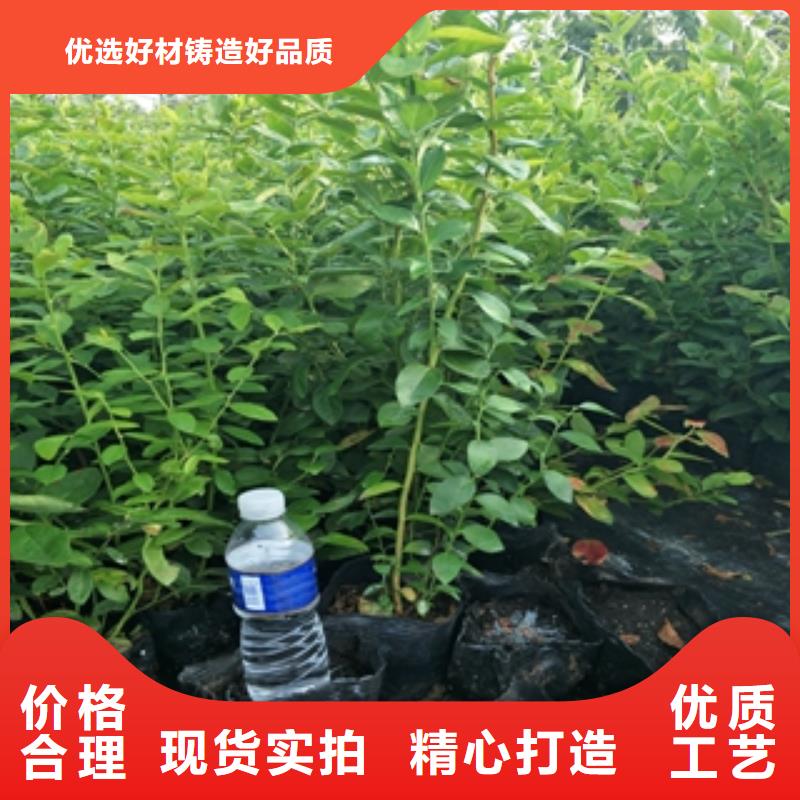 核桃苗 樱花苗 长果桑树苗视频-核桃苗 樱花苗 长果桑树苗_云南省曲靖市市场覆盖富源|师宗|德宏|普洱|红河|昭通|迪庆|丽江等