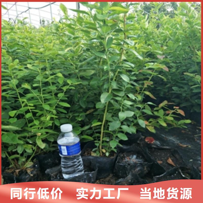 藍(lán)莓苗櫻桃苗隨心所欲定制