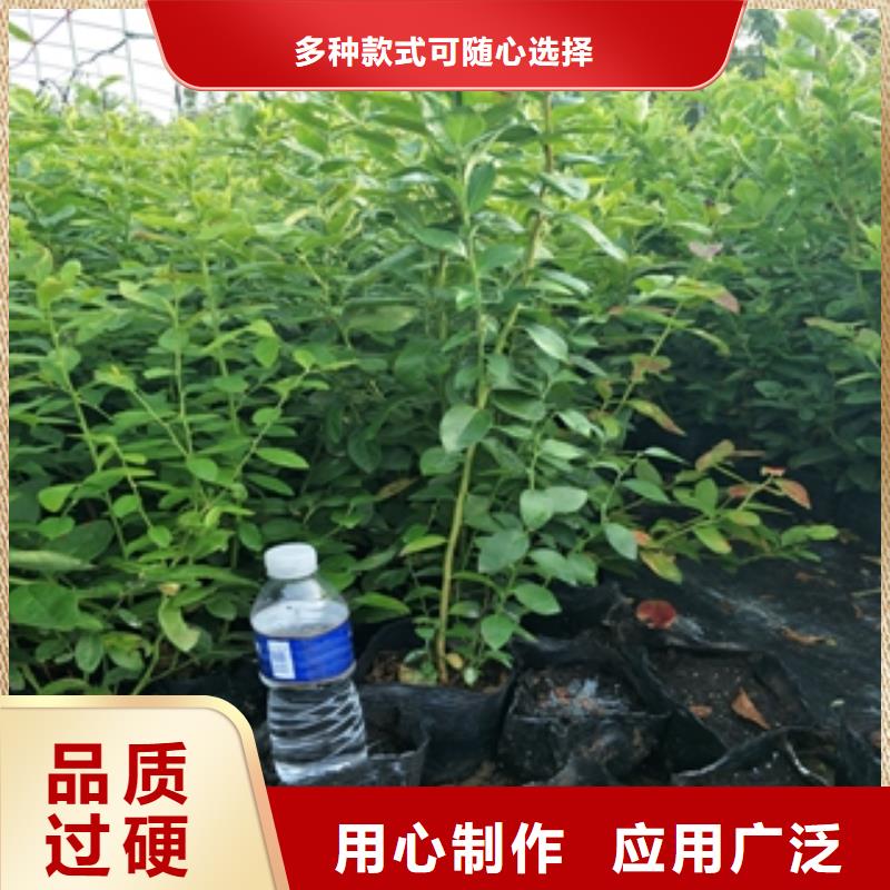 藍莓苗綠化樹綠化工程超產品在細節