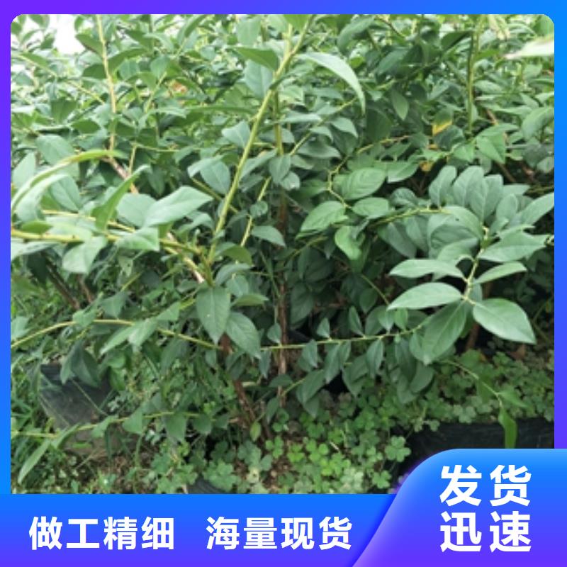 核桃苗 樱花苗 长果桑树苗视频-麒麟|马龙|红河|大理|玉溪|怒江正家核桃苗 樱花苗 长果桑树苗_ 正家园艺场(曲靖市分公司)
