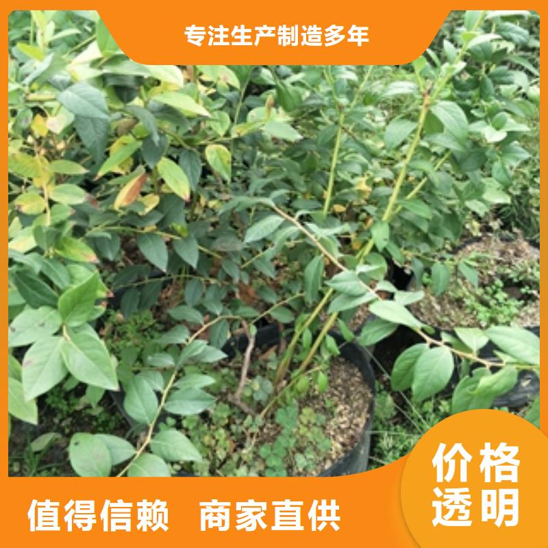 藍(lán)莓苗綠化樹(shù)綠化工程懂您所需