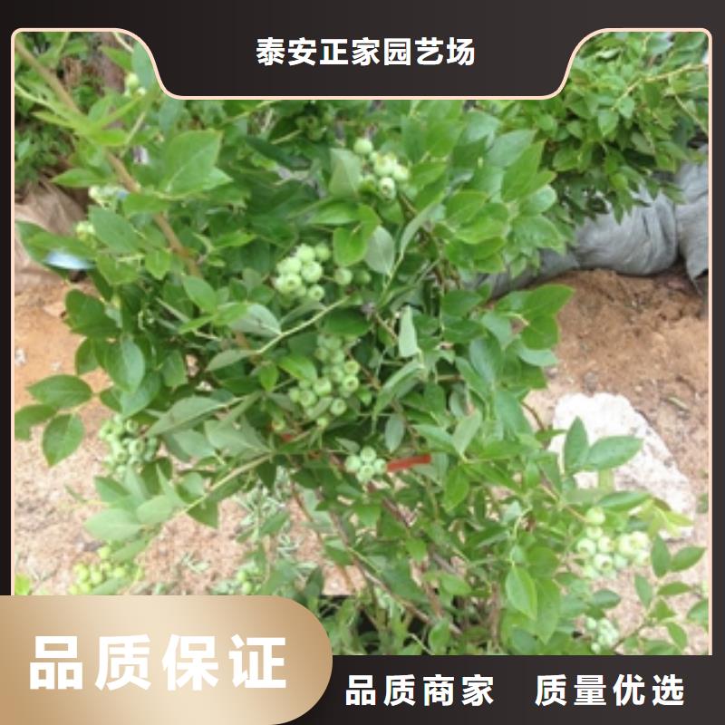 藍(lán)莓苗綠化樹(shù)綠化工程懂您所需