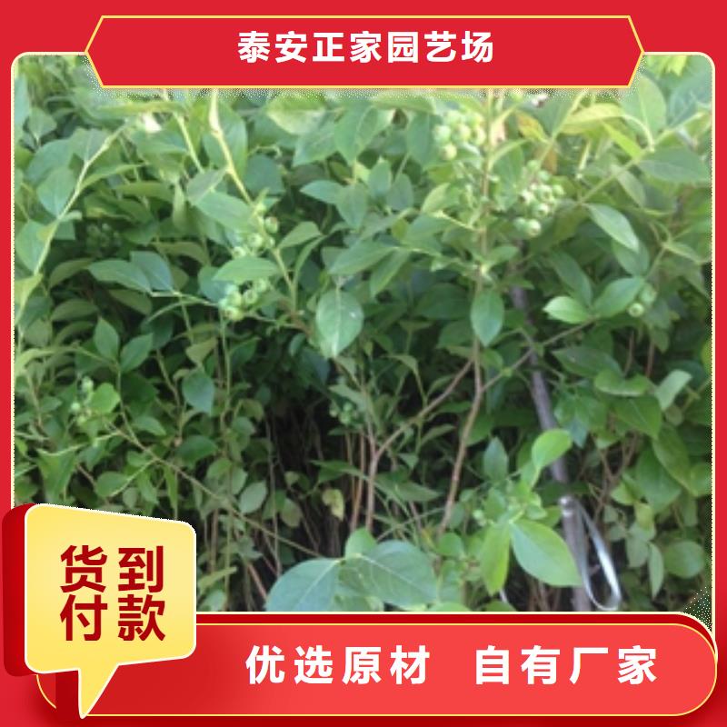 藍(lán)莓苗綠化樹(shù)綠化工程懂您所需