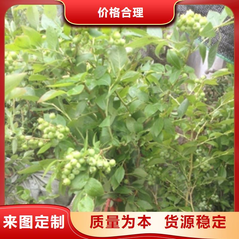 蓝莓苗核桃苗樱花苗长果桑树苗货品齐全