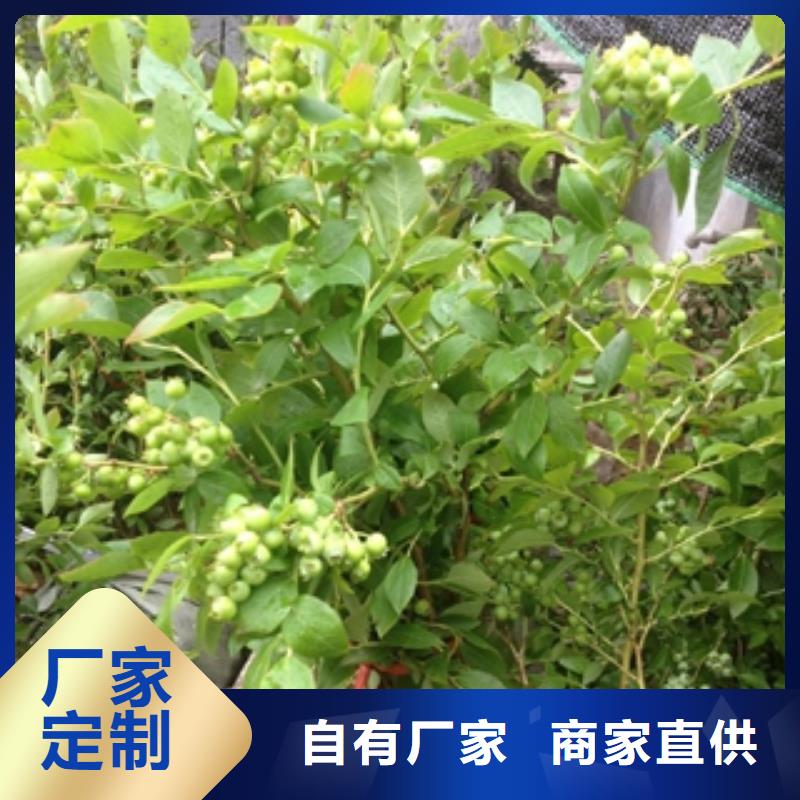 藍莓苗國槐交貨準時