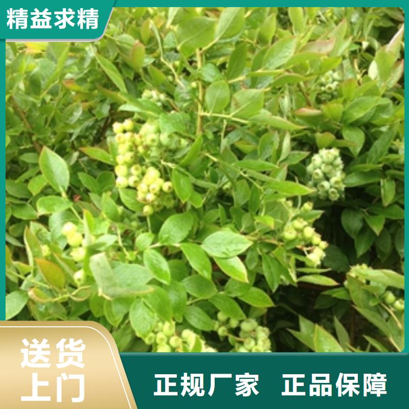 蓝莓苗占地果树保障产品质量