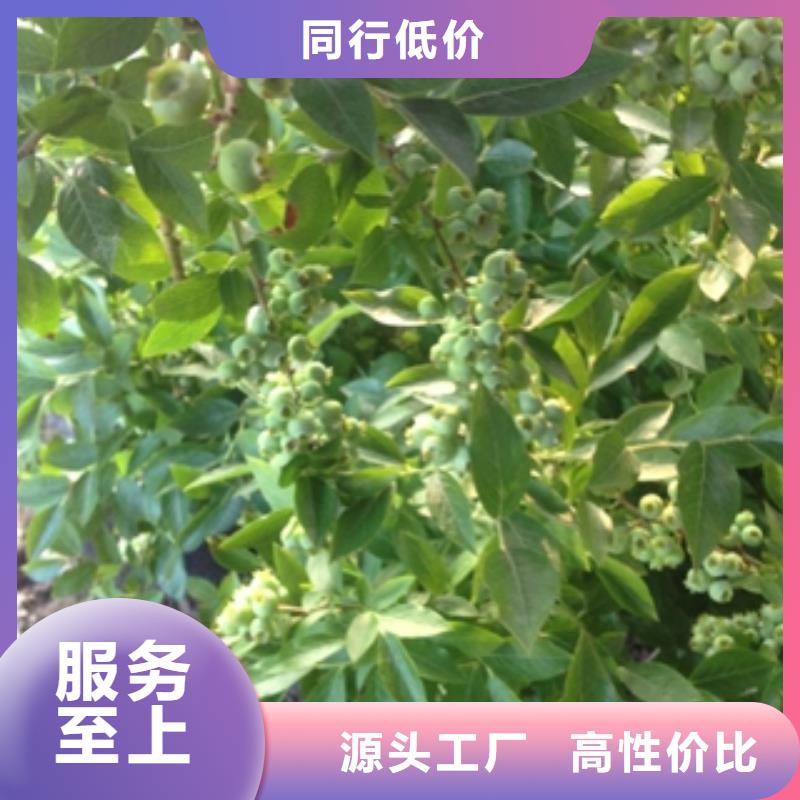 藍莓苗國槐交貨準時