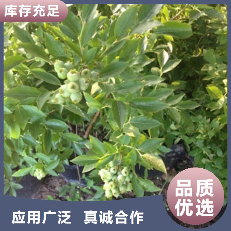 藍莓苗國槐交貨準時