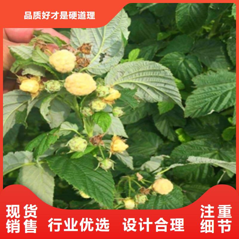 核桃苗 樱花苗 长果桑树苗视频-核桃苗 樱花苗 长果桑树苗_山东省泰安市市场覆盖宁阳|岱岳|临沂|淄博|日照|威海|济南|济宁|烟台等