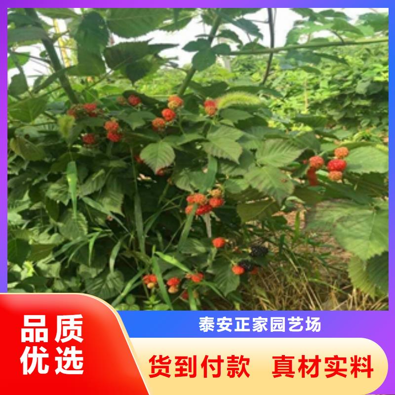 核桃苗 樱花苗 长果桑树苗视频-核桃苗 樱花苗 长果桑树苗_山东省泰安市市场覆盖宁阳|岱岳|临沂|淄博|日照|威海|济南|济宁|烟台等