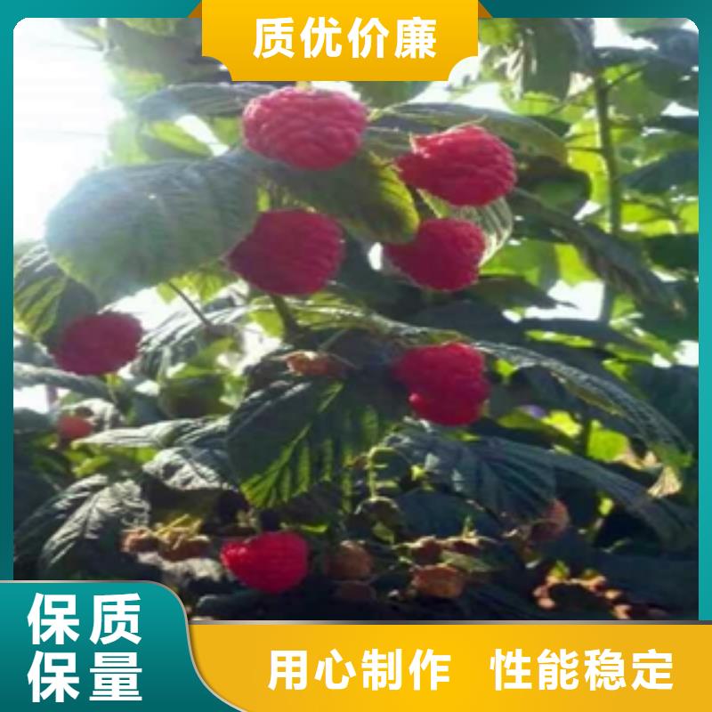 核桃苗 樱花苗 长果桑树苗视频-核桃苗 樱花苗 长果桑树苗_山东省泰安市市场覆盖宁阳|岱岳|临沂|淄博|日照|威海|济南|济宁|烟台等