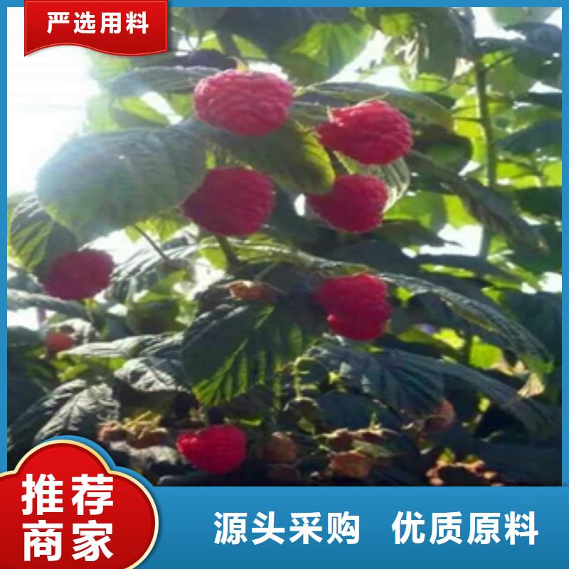 核桃苗 樱花苗 长果桑树苗视频-核桃苗 樱花苗 长果桑树苗-新疆伊犁市周边服务商-克拉玛依|乌鲁木齐