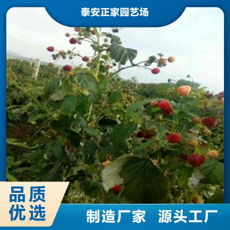核桃苗 樱花苗 长果桑树苗视频-核桃苗 樱花苗 长果桑树苗(正家)覆盖地域广东省汕尾市陆丰|陆河|中山|东莞|肇庆|惠州|佛山