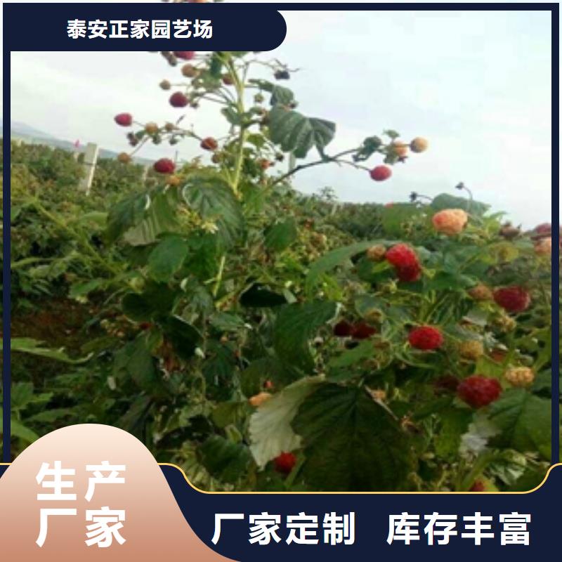 核桃苗 樱花苗 长果桑树苗视频-核桃苗 樱花苗 长果桑树苗_山东省泰安市市场覆盖宁阳|岱岳|临沂|淄博|日照|威海|济南|济宁|烟台等