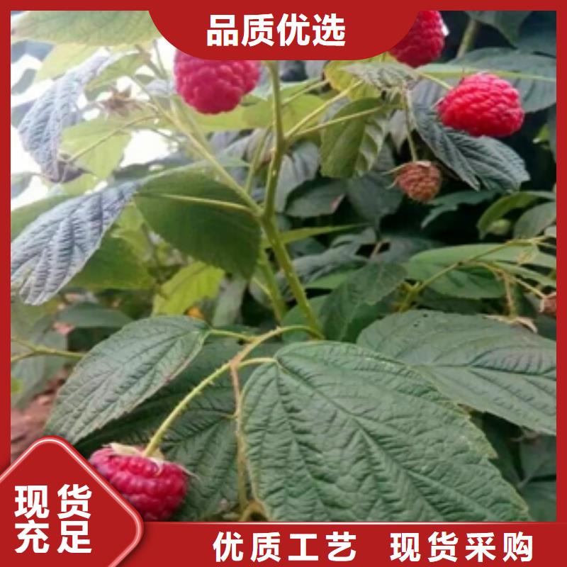 【树莓苗】占地果树打造行业品质高标准高品质