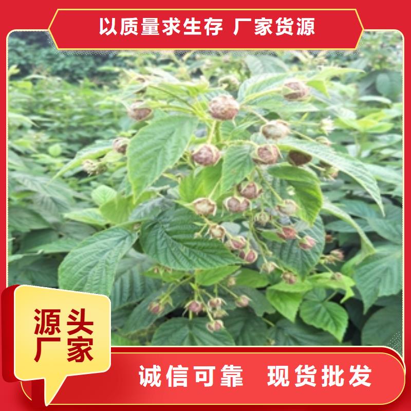 【树莓苗】占地果树打造行业品质高标准高品质