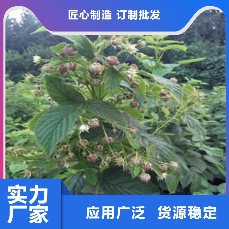 【树莓苗】占地果树打造行业品质高标准高品质
