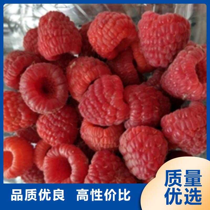 核桃苗 樱花苗 长果桑树苗视频-核桃苗 樱花苗 长果桑树苗_山东省泰安市市场覆盖宁阳|岱岳|临沂|淄博|日照|威海|济南|济宁|烟台等