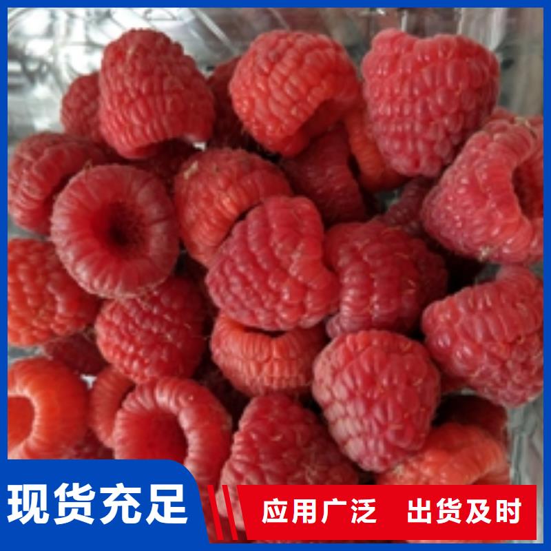 【树莓苗】占地果树打造行业品质高标准高品质