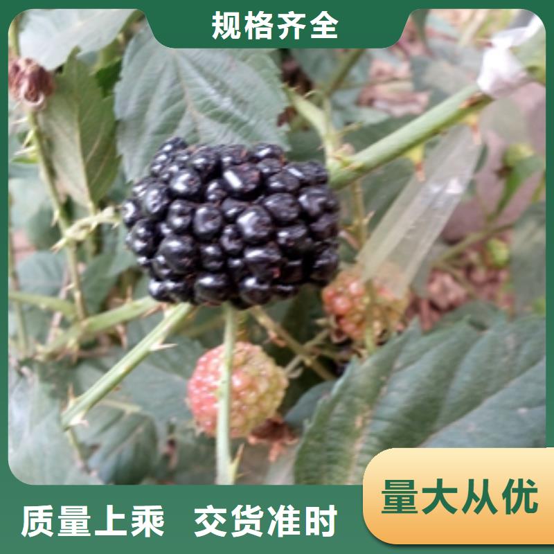 核桃苗 樱花苗 长果桑树苗视频-核桃苗 樱花苗 长果桑树苗_山东省泰安市市场覆盖宁阳|岱岳|临沂|淄博|日照|威海|济南|济宁|烟台等