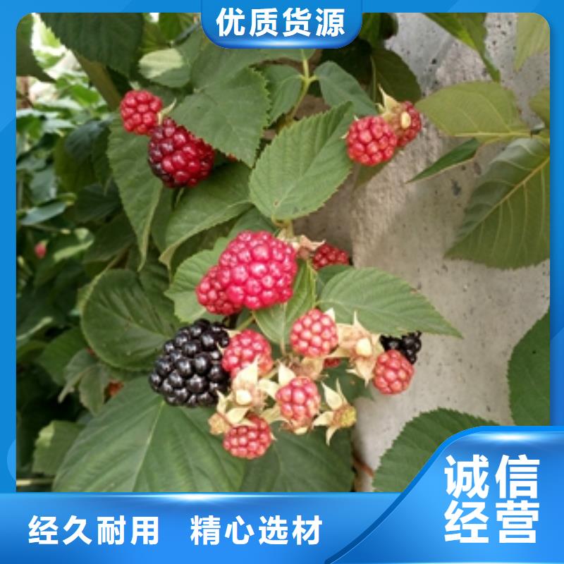 核桃苗 樱花苗 长果桑树苗视频-核桃苗 樱花苗 长果桑树苗(正家)覆盖地域广东省汕尾市陆丰|陆河|中山|东莞|肇庆|惠州|佛山