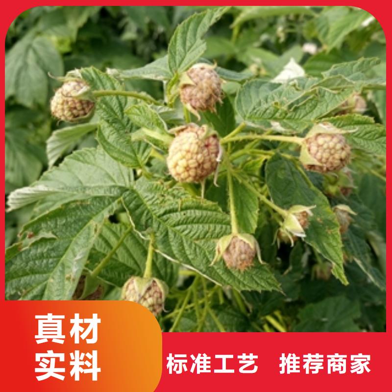 核桃苗 樱花苗 长果桑树苗视频-核桃苗 樱花苗 长果桑树苗-新疆伊犁市周边服务商-克拉玛依|乌鲁木齐