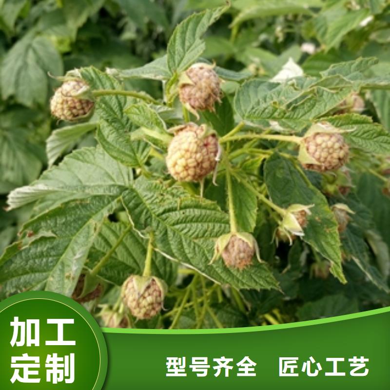 核桃苗 樱花苗 长果桑树苗视频-核桃苗 樱花苗 长果桑树苗(正家)覆盖地域广东省汕尾市陆丰|陆河|中山|东莞|肇庆|惠州|佛山