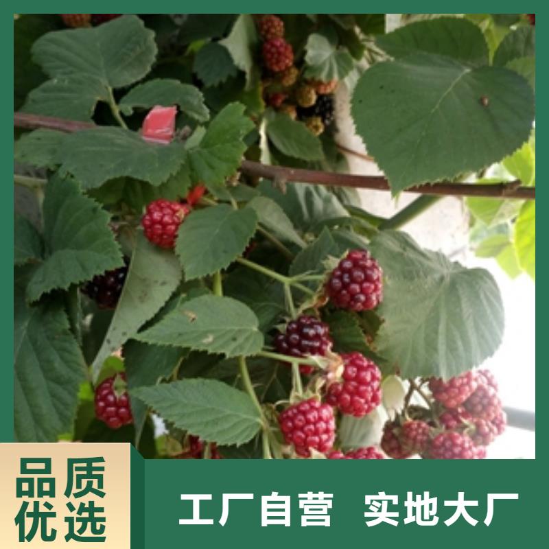 核桃苗 樱花苗 长果桑树苗视频-核桃苗 樱花苗 长果桑树苗-新疆伊犁市周边服务商-克拉玛依|乌鲁木齐