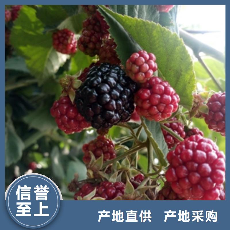 核桃苗 樱花苗 长果桑树苗视频-核桃苗 樱花苗 长果桑树苗(正家)覆盖地域广东省汕尾市陆丰|陆河|中山|东莞|肇庆|惠州|佛山