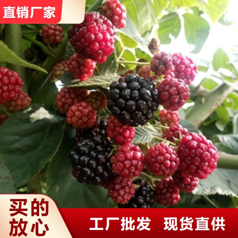核桃苗 樱花苗 长果桑树苗视频-核桃苗 樱花苗 长果桑树苗_山东省泰安市市场覆盖宁阳|岱岳|临沂|淄博|日照|威海|济南|济宁|烟台等