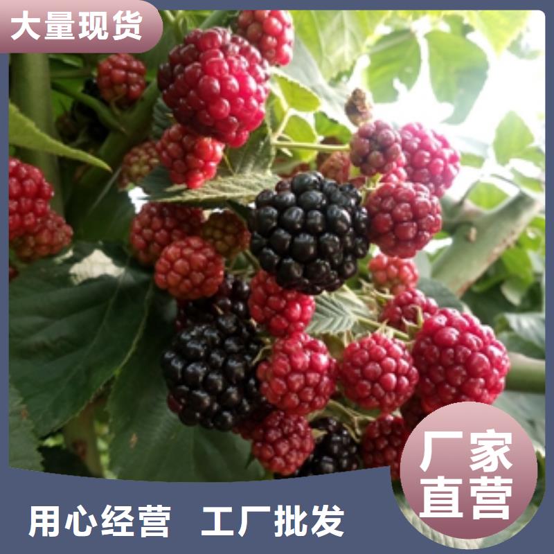 核桃苗 樱花苗 长果桑树苗视频-核桃苗 樱花苗 长果桑树苗(正家)覆盖地域广东省汕尾市陆丰|陆河|中山|东莞|肇庆|惠州|佛山