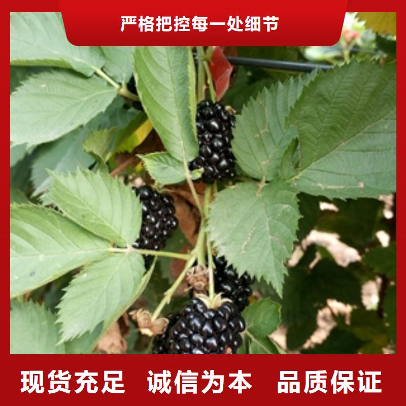 核桃苗 樱花苗 长果桑树苗视频-核桃苗 樱花苗 长果桑树苗(正家)覆盖地域广东省汕尾市陆丰|陆河|中山|东莞|肇庆|惠州|佛山
