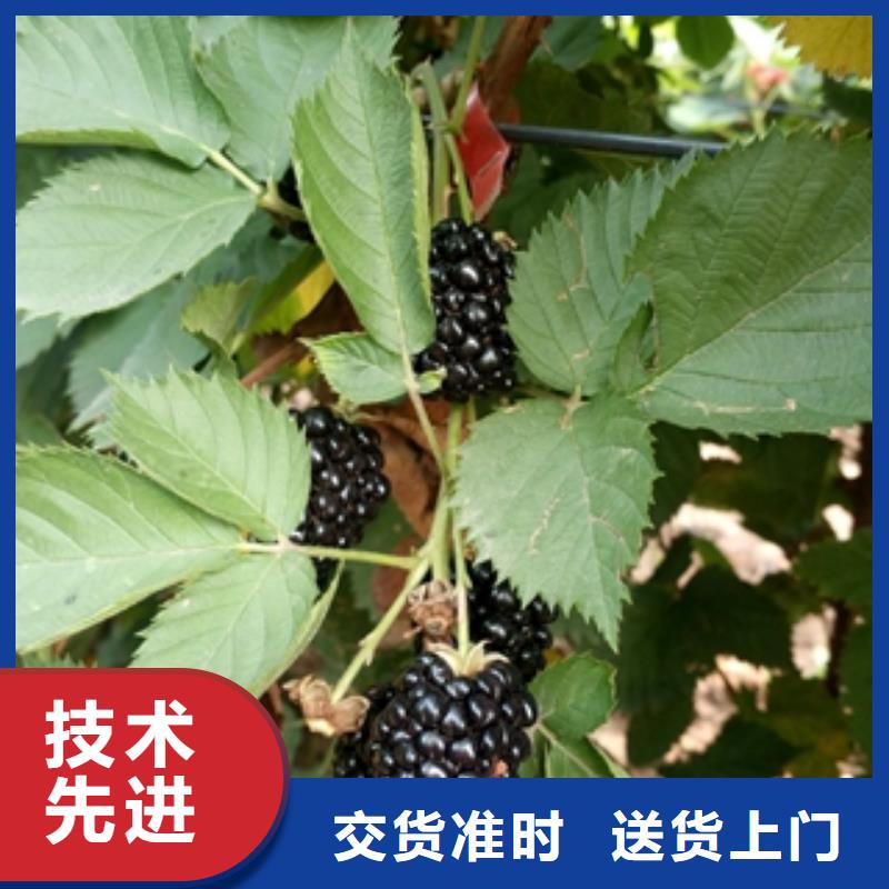 核桃苗 樱花苗 长果桑树苗视频-核桃苗 樱花苗 长果桑树苗-新疆伊犁市周边服务商-克拉玛依|乌鲁木齐