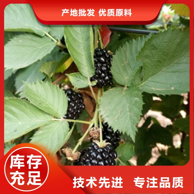 核桃苗 樱花苗 长果桑树苗视频-核桃苗 樱花苗 长果桑树苗_山东省泰安市市场覆盖宁阳|岱岳|临沂|淄博|日照|威海|济南|济宁|烟台等