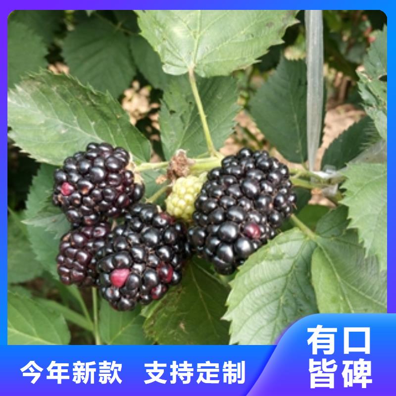 【树莓苗】占地果树打造行业品质高标准高品质
