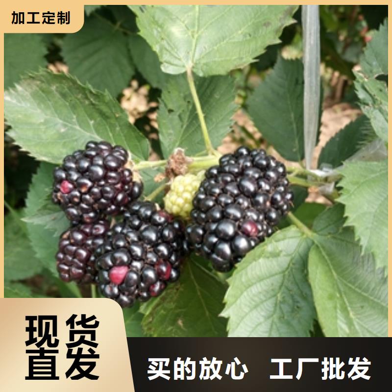 核桃苗 樱花苗 长果桑树苗视频-核桃苗 樱花苗 长果桑树苗-新疆伊犁市周边服务商-克拉玛依|乌鲁木齐