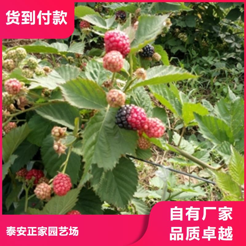 核桃苗 樱花苗 长果桑树苗视频-核桃苗 樱花苗 长果桑树苗-新疆伊犁市周边服务商-克拉玛依|乌鲁木齐