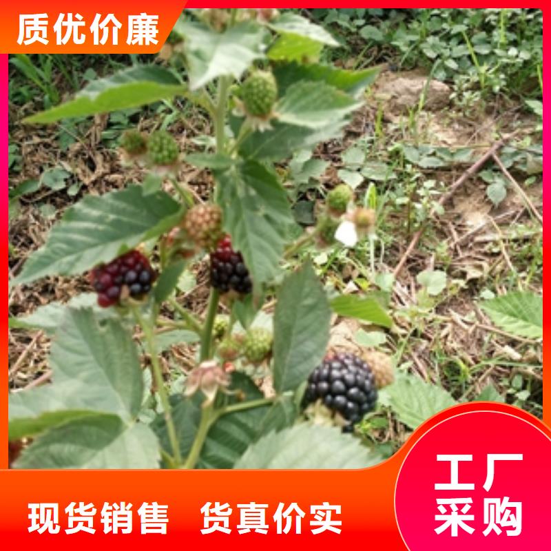 核桃苗 樱花苗 长果桑树苗视频-核桃苗 樱花苗 长果桑树苗_山东省泰安市市场覆盖宁阳|岱岳|临沂|淄博|日照|威海|济南|济宁|烟台等