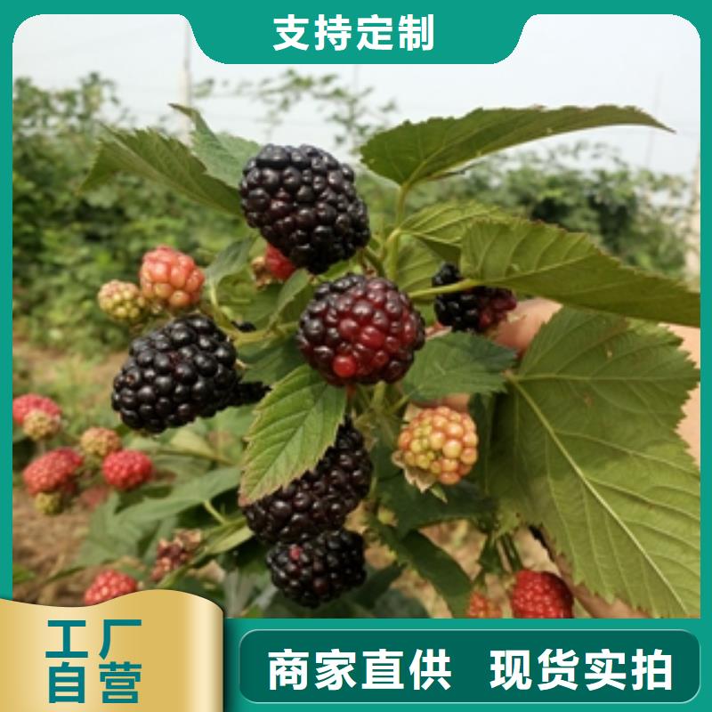 【树莓苗】占地果树打造行业品质高标准高品质