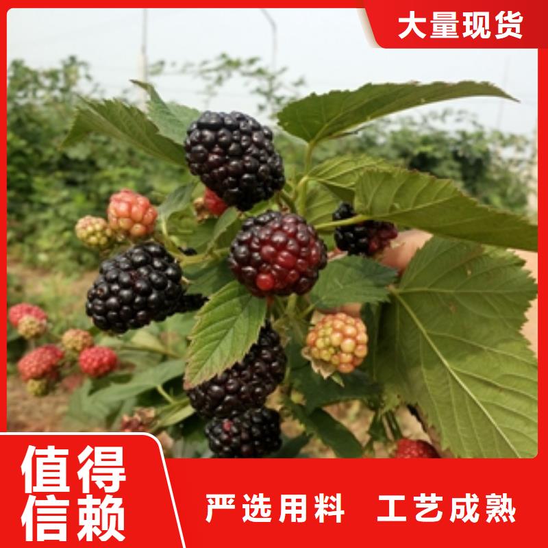 核桃苗 樱花苗 长果桑树苗视频-核桃苗 樱花苗 长果桑树苗-新疆伊犁市周边服务商-克拉玛依|乌鲁木齐