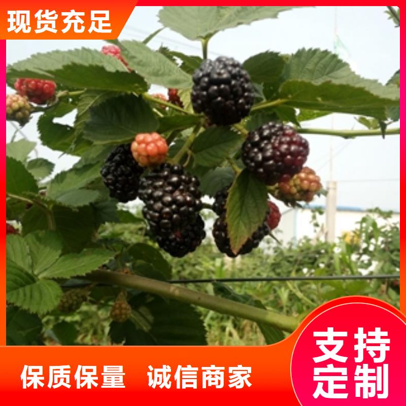 核桃苗 樱花苗 长果桑树苗视频-核桃苗 樱花苗 长果桑树苗_山东省泰安市市场覆盖宁阳|岱岳|临沂|淄博|日照|威海|济南|济宁|烟台等