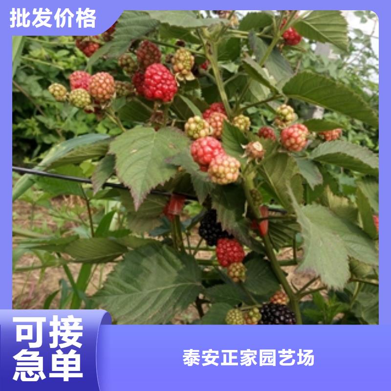 核桃苗 樱花苗 长果桑树苗视频-核桃苗 樱花苗 长果桑树苗-新疆伊犁市周边服务商-克拉玛依|乌鲁木齐