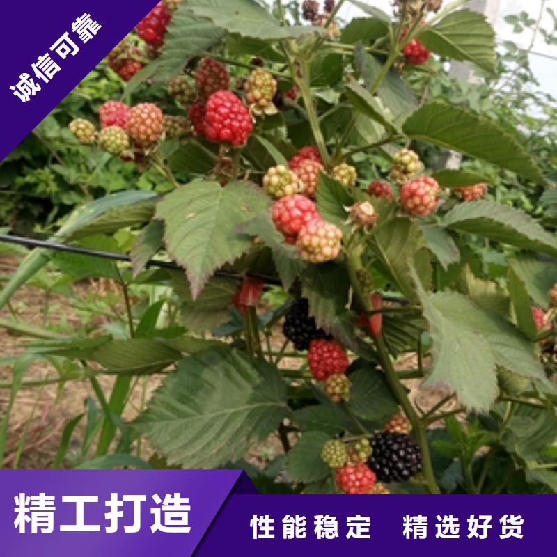 核桃苗 樱花苗 长果桑树苗视频-核桃苗 樱花苗 长果桑树苗(正家)覆盖地域广东省汕尾市陆丰|陆河|中山|东莞|肇庆|惠州|佛山