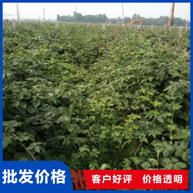 核桃苗 樱花苗 长果桑树苗视频-核桃苗 樱花苗 长果桑树苗-新疆伊犁市周边服务商-克拉玛依|乌鲁木齐