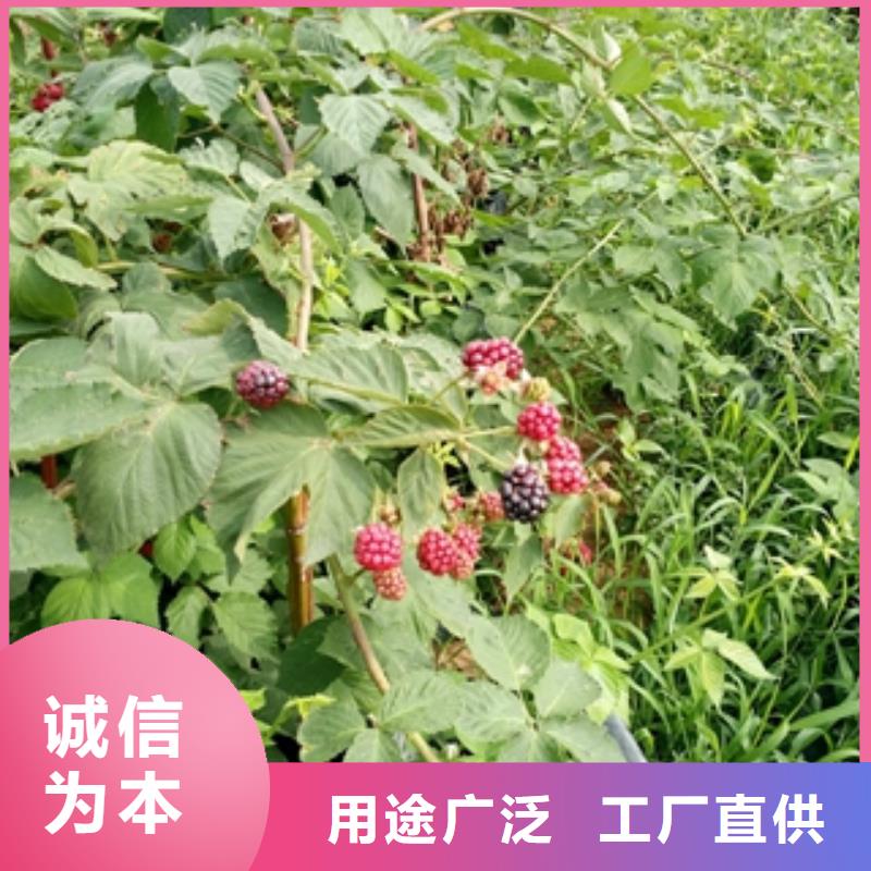 核桃苗 樱花苗 长果桑树苗视频-核桃苗 樱花苗 长果桑树苗-新疆伊犁市周边服务商-克拉玛依|乌鲁木齐
